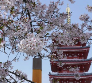 桜と五重塔       